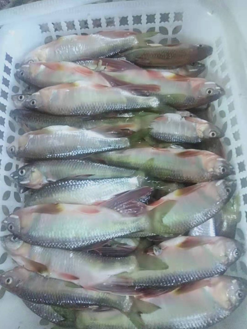 桃花鱼是什么鱼