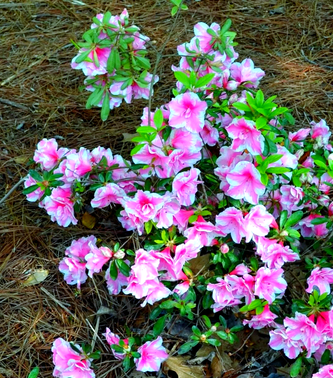 四季杜鹃花一年开几次