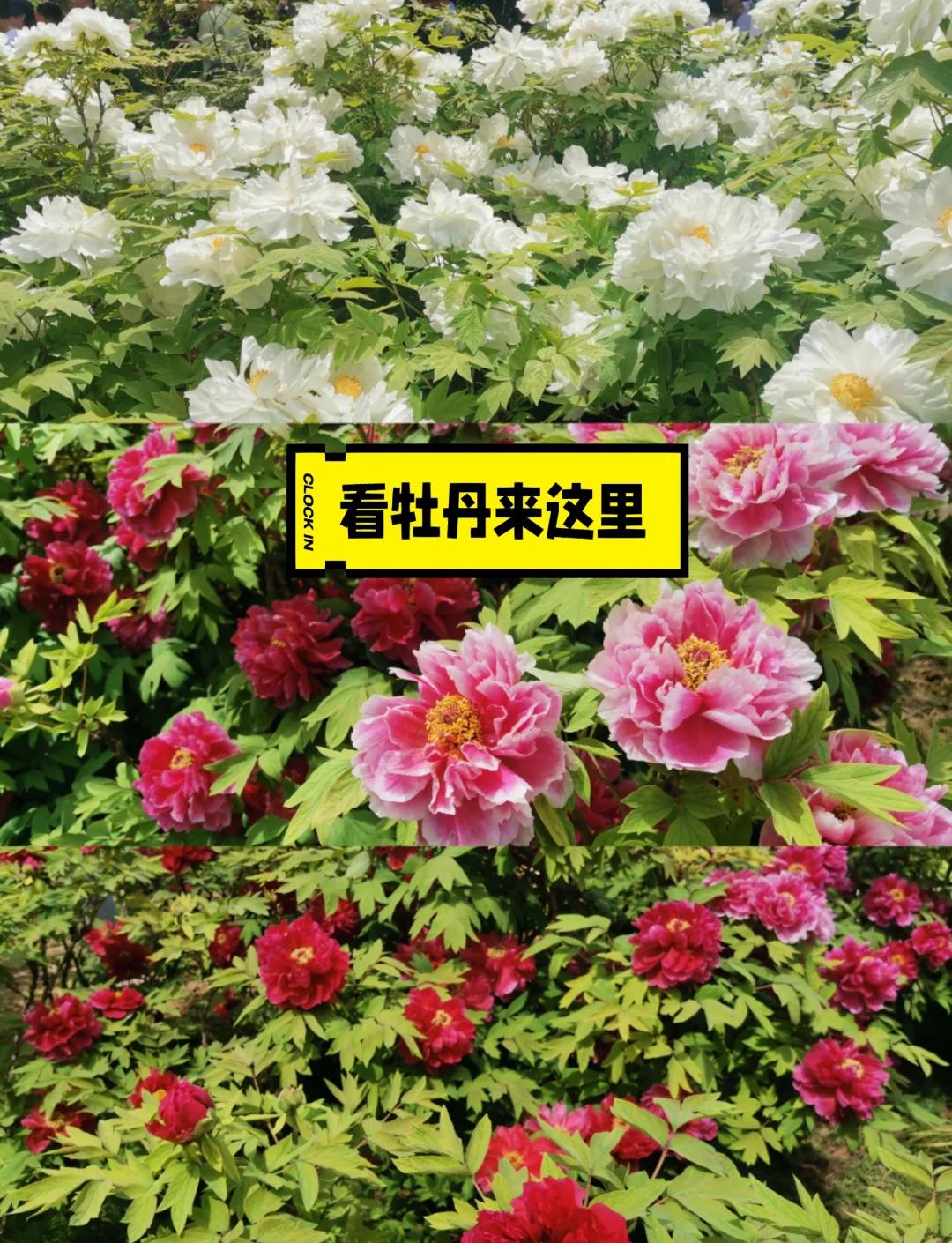 洛阳国际牡丹园在哪里